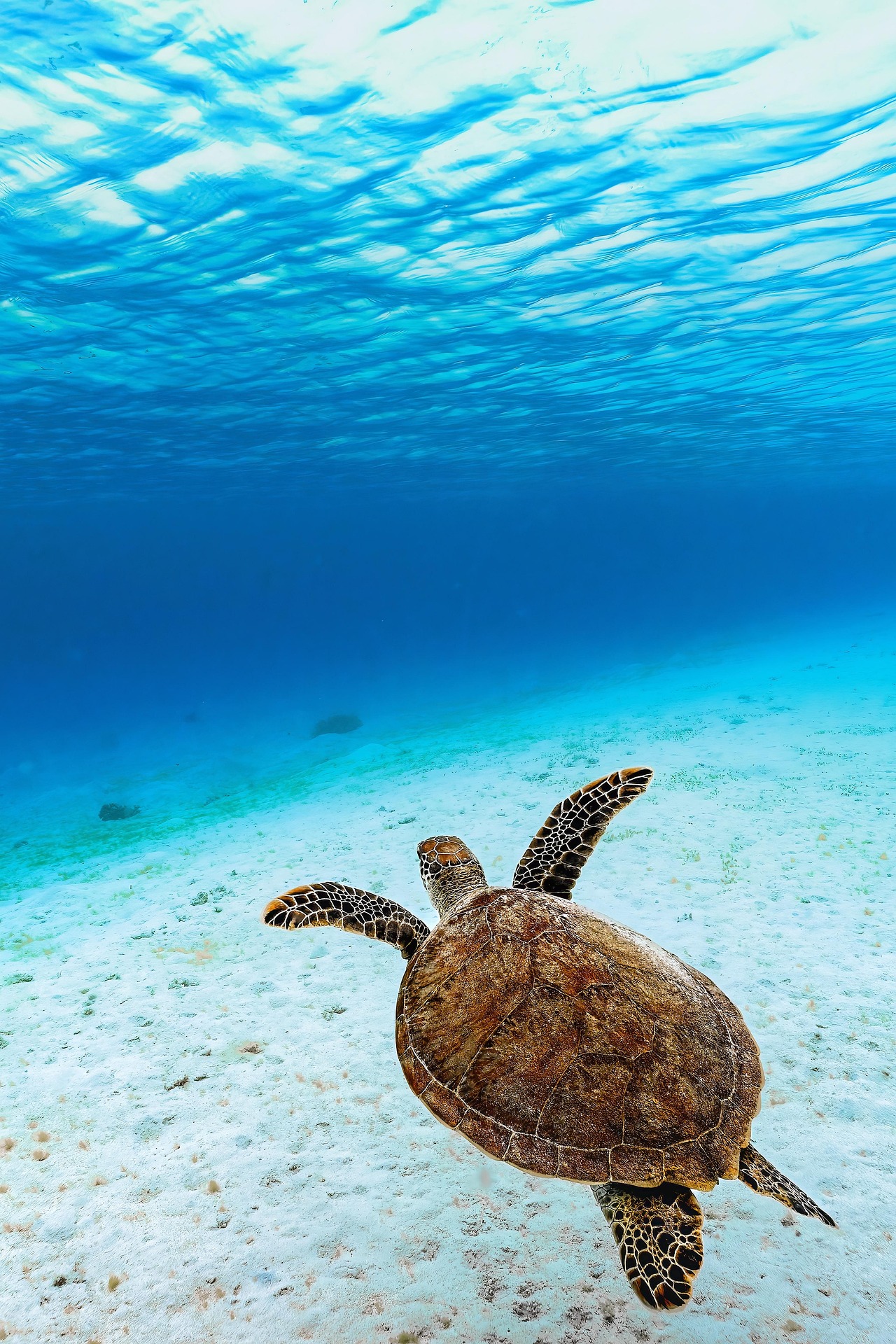 A sea turtle swimming in the ocean